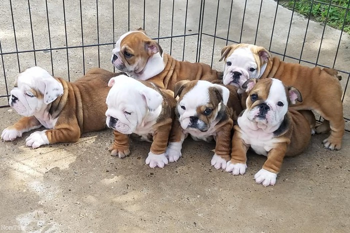 12 Weeks old English Bulldog Puppies (Aldermaston