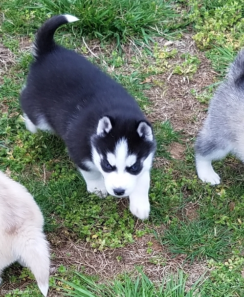 Cute Siberian Husky Puppies For Sale Uk