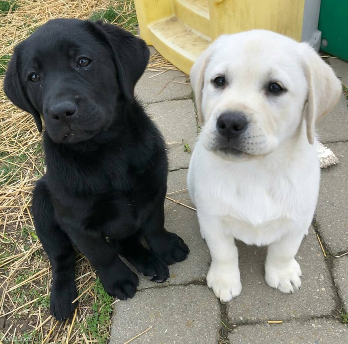 How Much Is A Labrador Puppy Uk