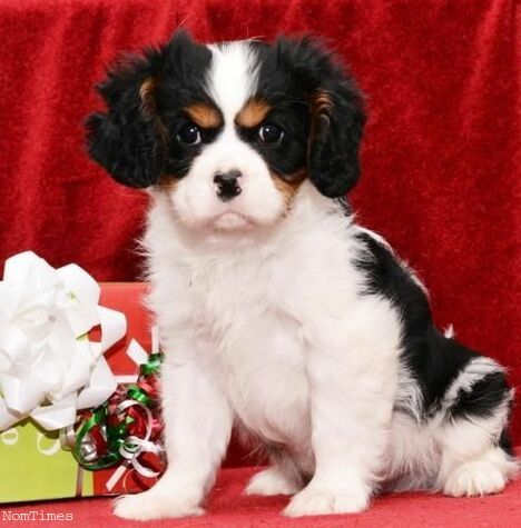 kc registered cavalier king charles puppies for sale